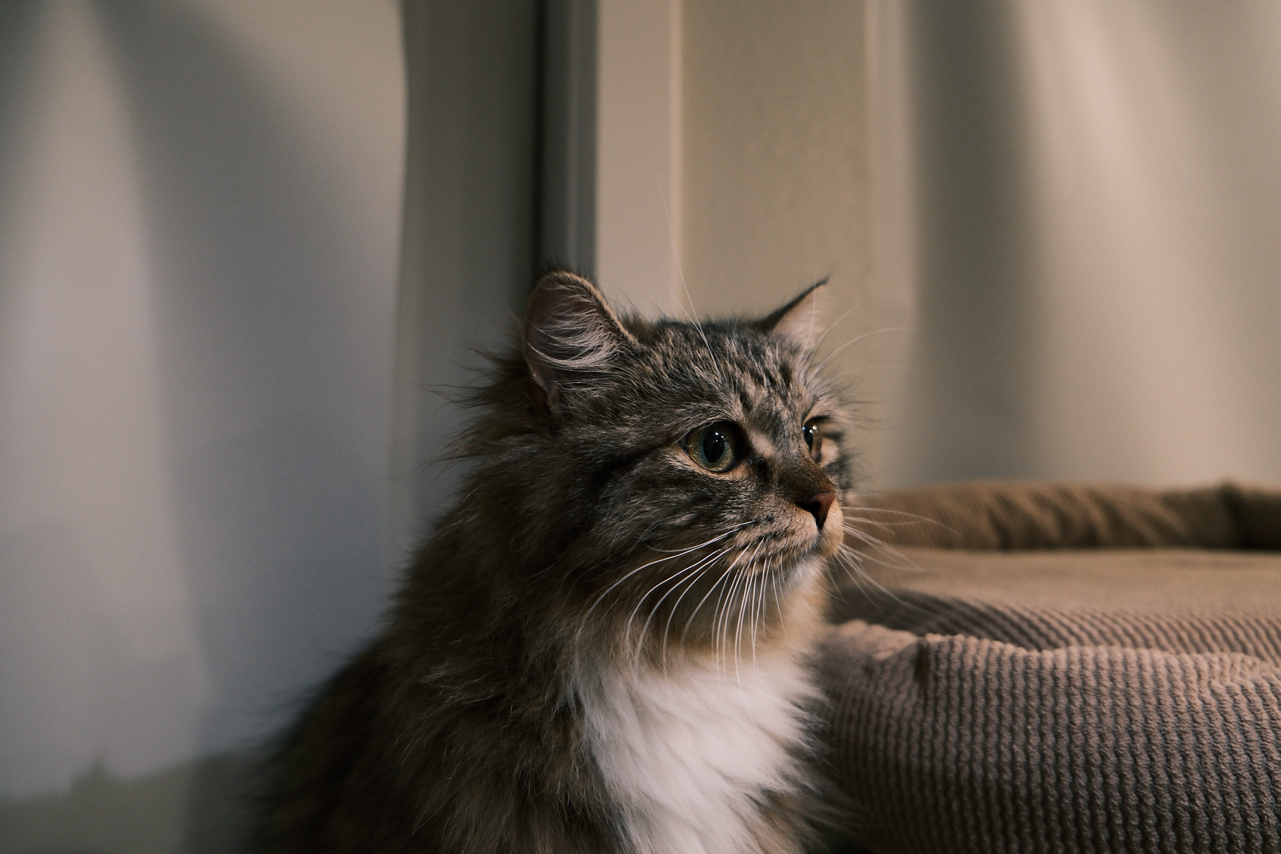 猫猫